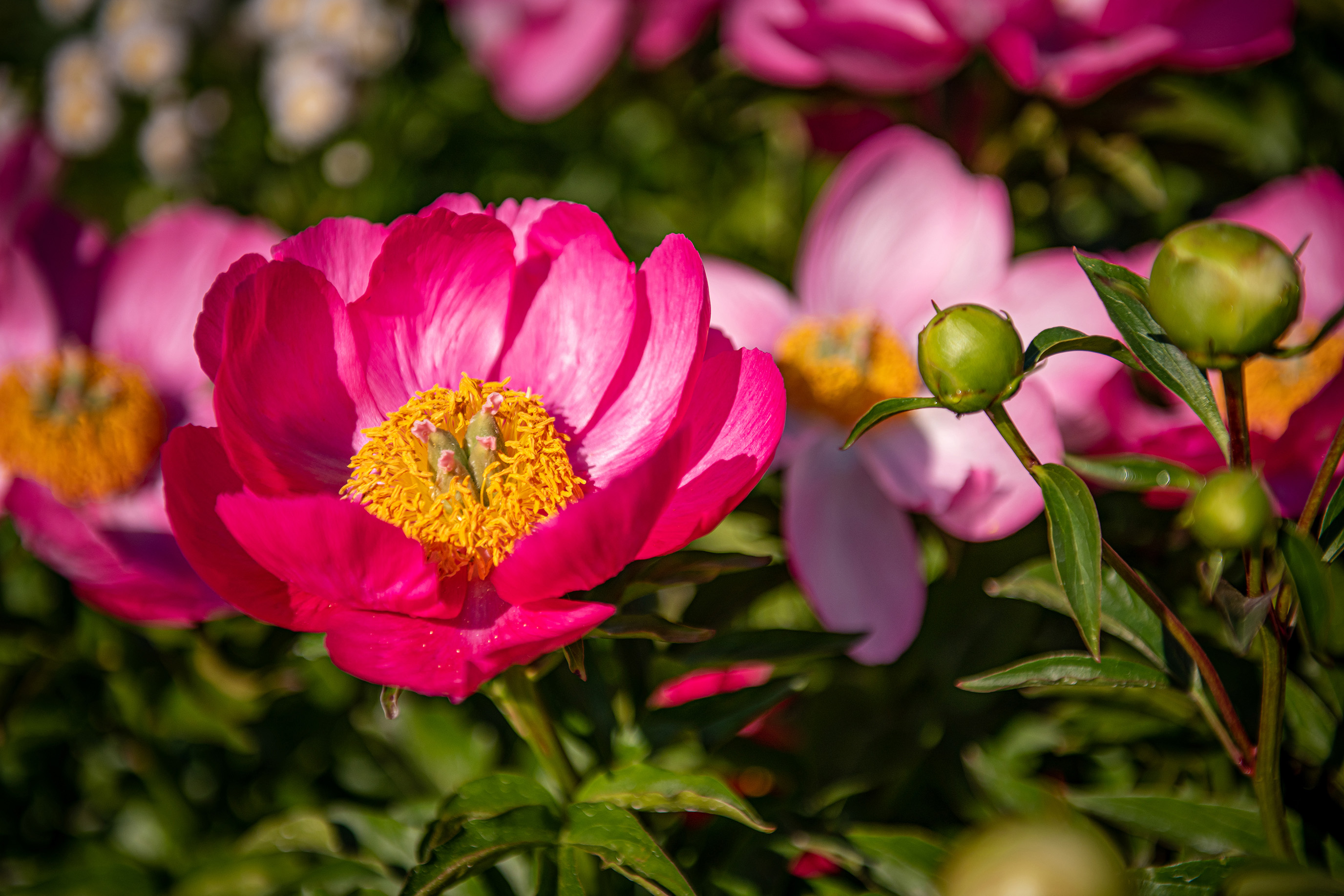Hershey Gardens