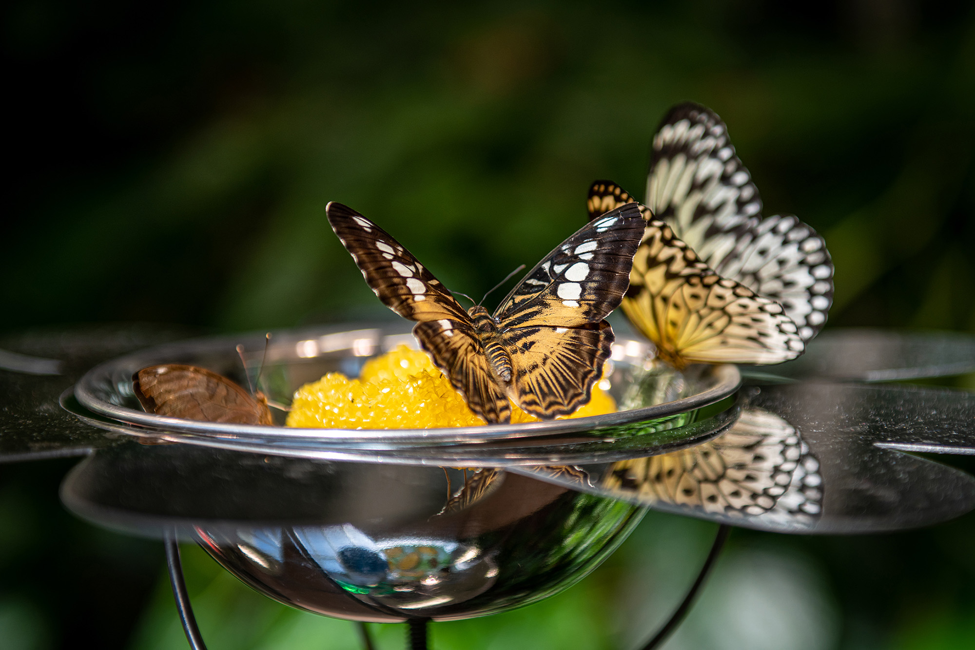 Butterfly Atrium Hershey Gardens
