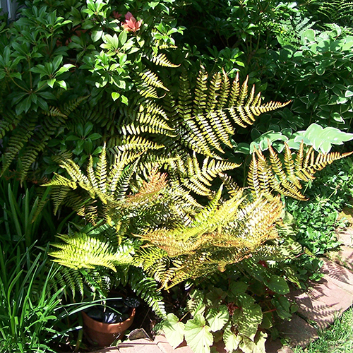 Image of Astilbes and autumn ferns