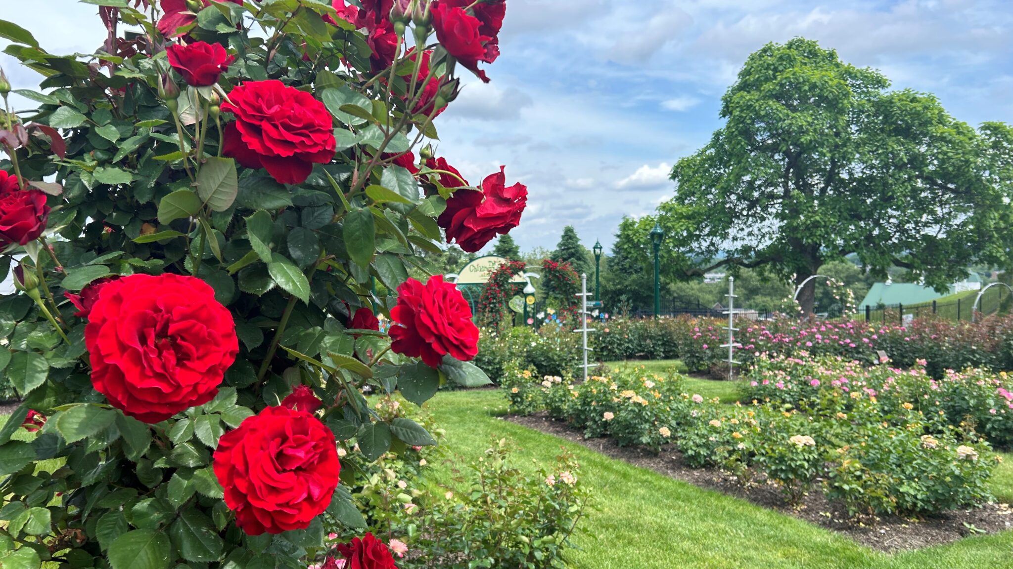 Red Roses Celebrate National Red Rose Day - Hershey Gardens